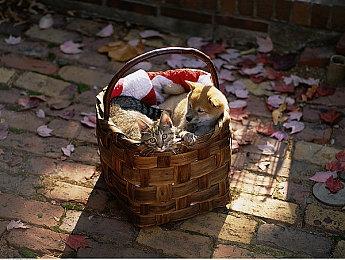 《恋情到来温泉物语VR》将推普通版 Steam近期发售